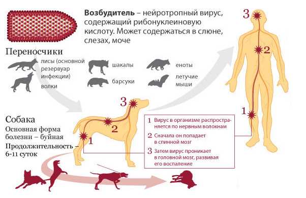 Миф 2: Инфекция кошек вызывает серьезные последствия