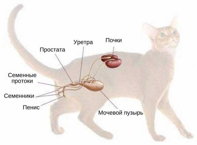 Методы лечения бесплодности у кошек
