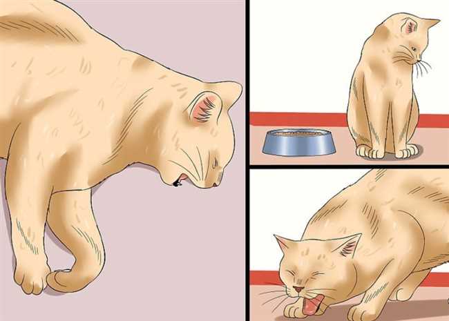 Помощь владельцам кошек во время течки