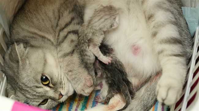 Может ли кошка забеременеть во время родов?
