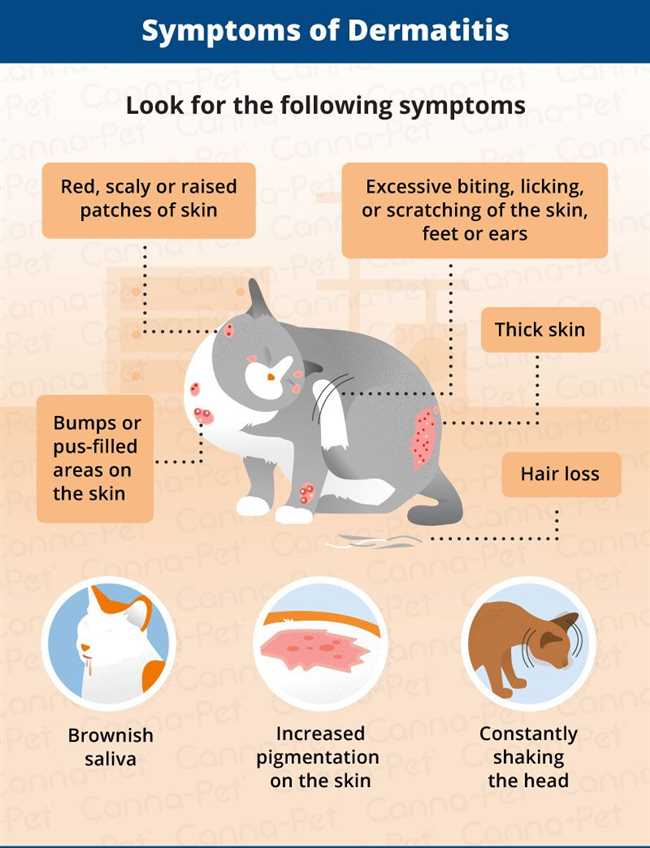 Может ли появиться аллергия на кошек?