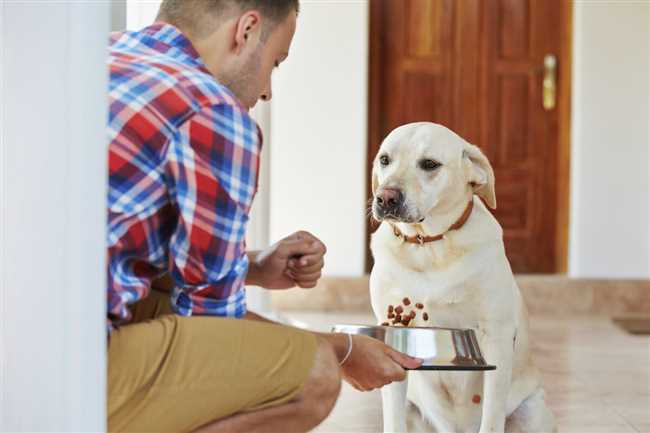 Может ли собака отказаться от еды из-за жары?