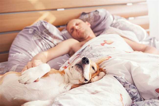 Почему не стоит будить собаку?