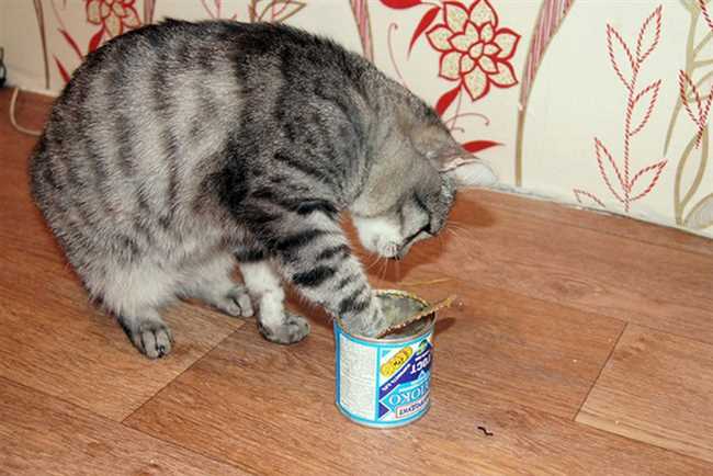 Можно ли давать коту сгущенное молоко?
