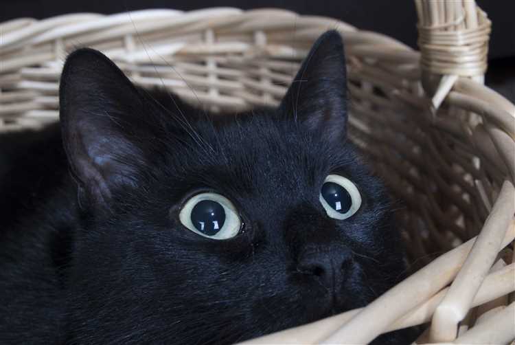 Приметы и суеверия, связанные с черными кошками