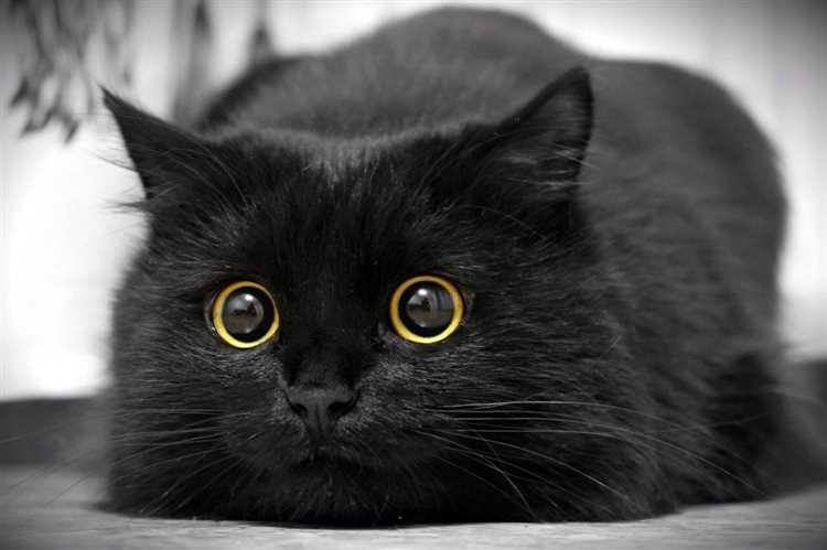 Факты о черных кошках