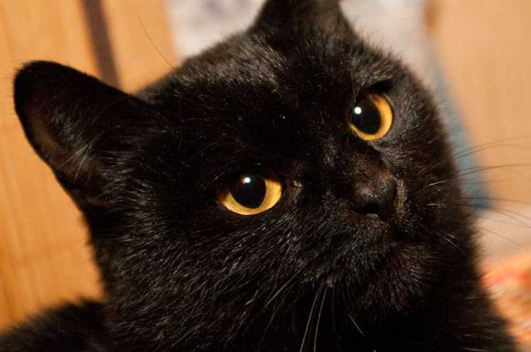 Можно ли держать дома черного кота?