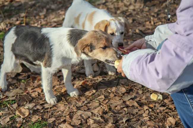 Можно ли кормить бездомных собак?