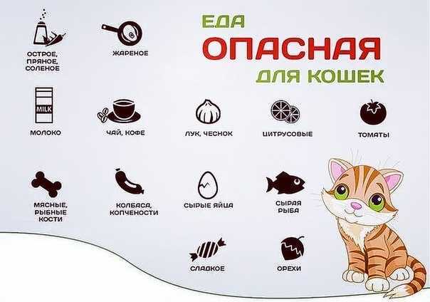 Рекомендации по кормлению котят влажным кормом