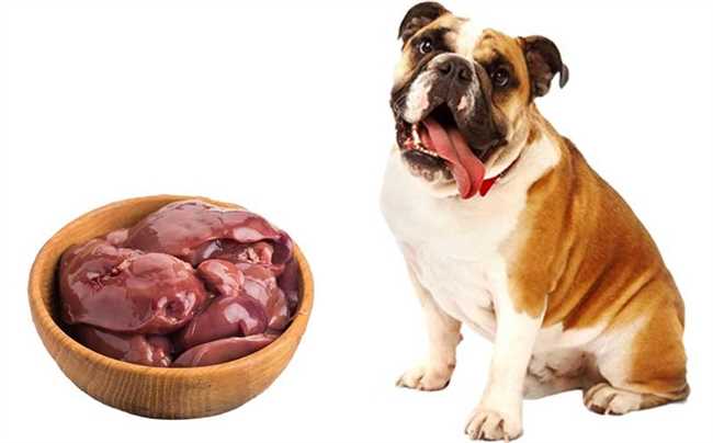 Можно ли кормить собаку говяжьим сердцем каждый день?
