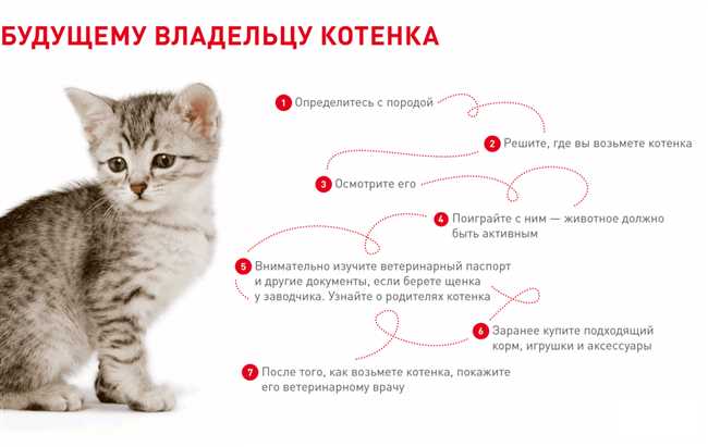 Режим и условия для котенка