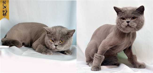 Миф 3: Шотландским кошкам не нравится подстрижка