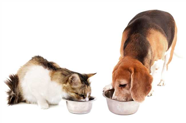 Особенности состава корма для кошек