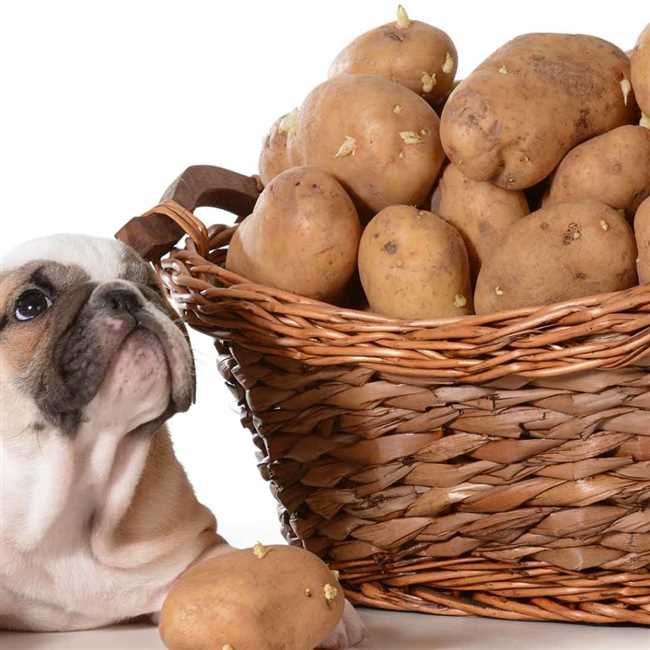 Полезность картошки в собачьей каше