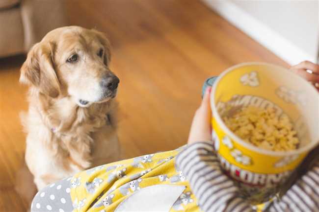 Почему popcorn карамельный вреден для собак