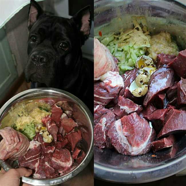 4. Не кормите собаку домашней пищей