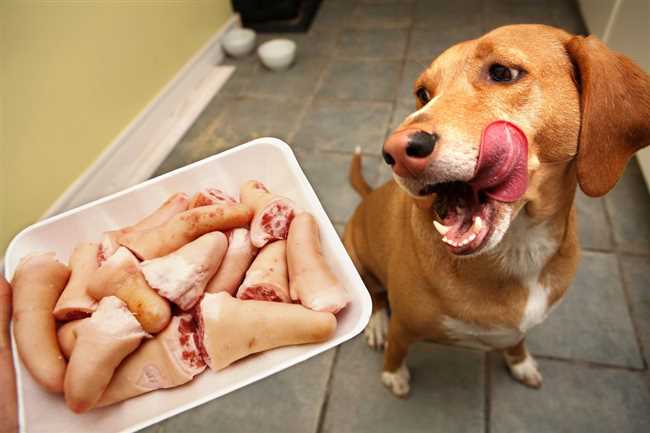 Основные аспекты кормления собаки салом