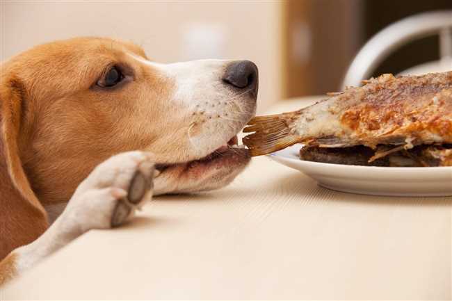 Положительные аспекты кормления собаки салом