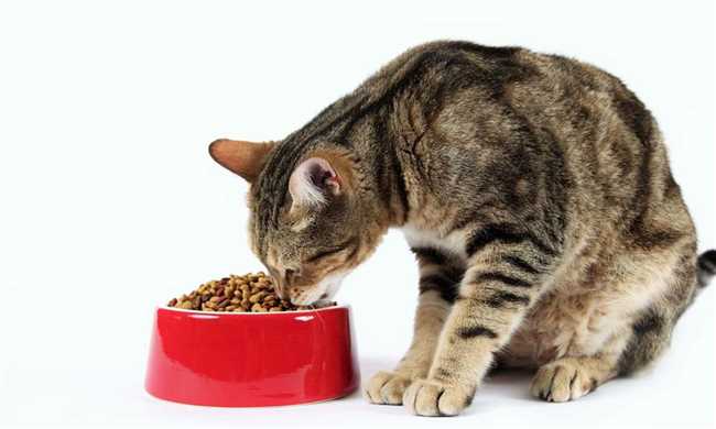 Можно ли стерилизованную кошку кормить только сухим кормом?