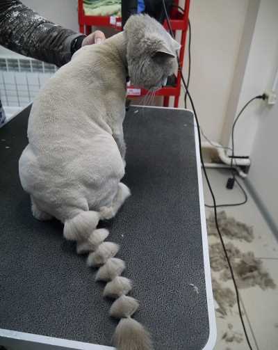Можно ли стричь кота обычной машинкой для стрижки человеческих волос?
