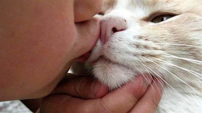 Вот несколько правил, чтобы правильно и безопасно целовать своего кота: