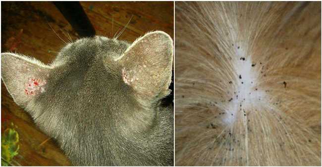Симптомы и признаки блох у кошки