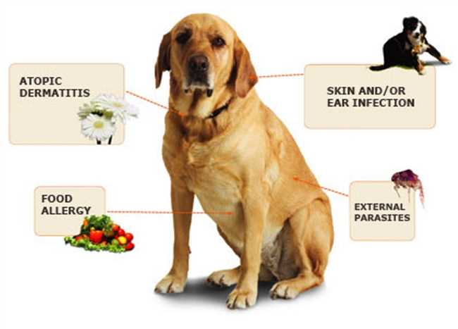 Аллергия на собак: можно ли жить с этим?