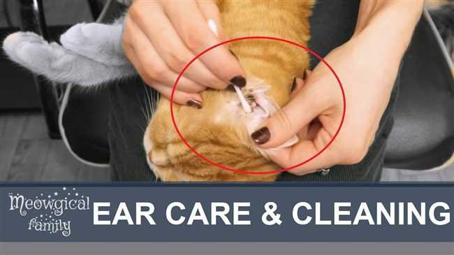 Когда начинать чистить уши котятам