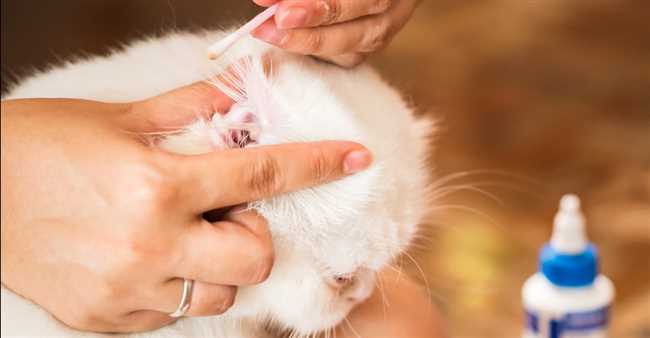 Надо ли чистить уши котятам и как?