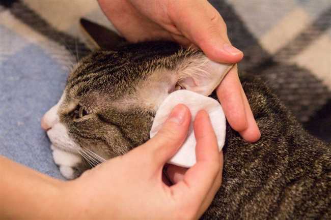 Olisi pidettävä huolta kissanpennun korvien puhtaudesta?