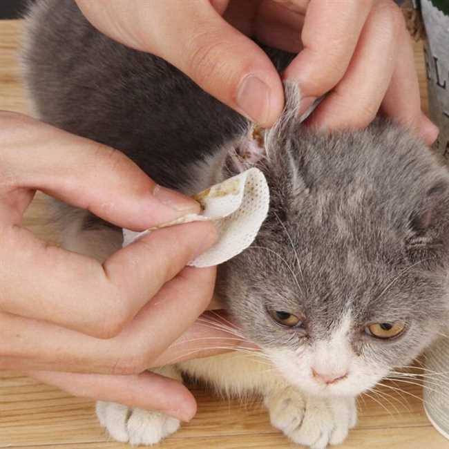 Нужно ли котятам чистить ушки?