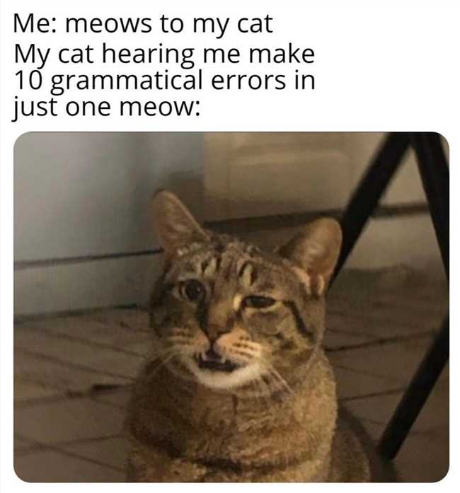 Понимание и эмоции кошек