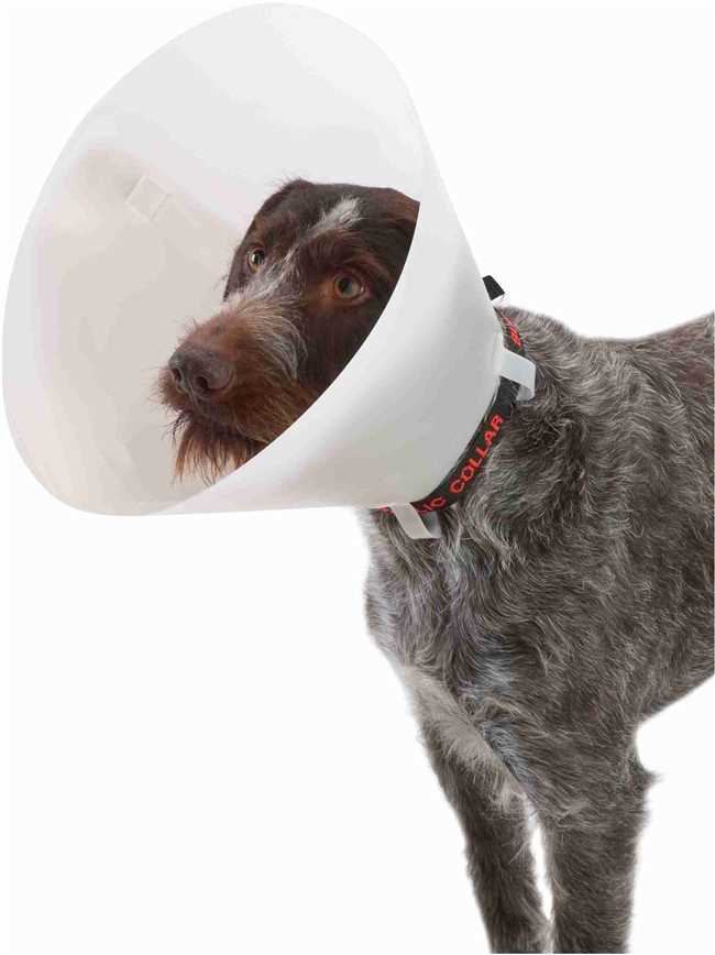 Обязательно ли носить собаке воротник после операции?