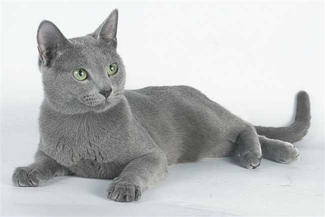Особенности породы русская голубая кошка