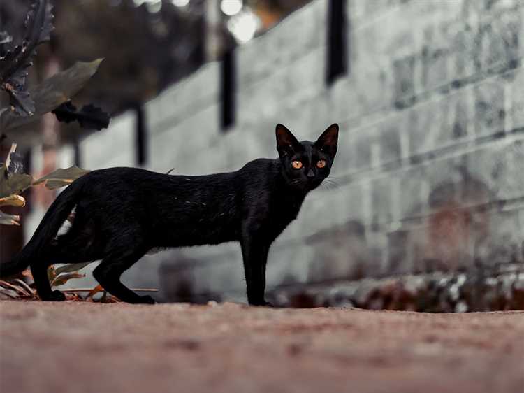 2. Черные кошки как предсказатели