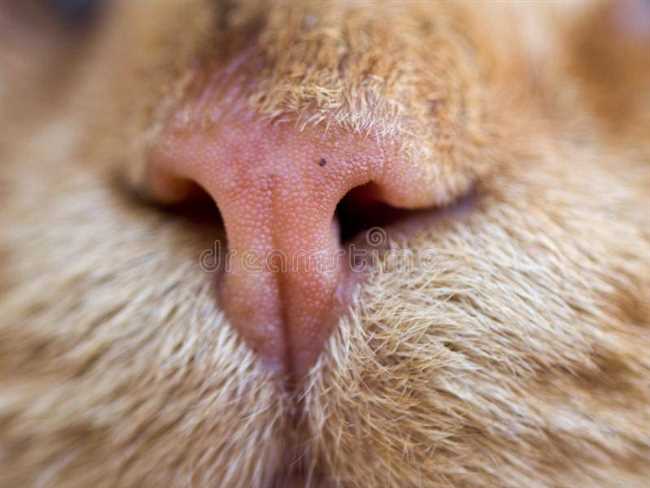 Генетика и природа: почему кончик носа у кошки темнее?