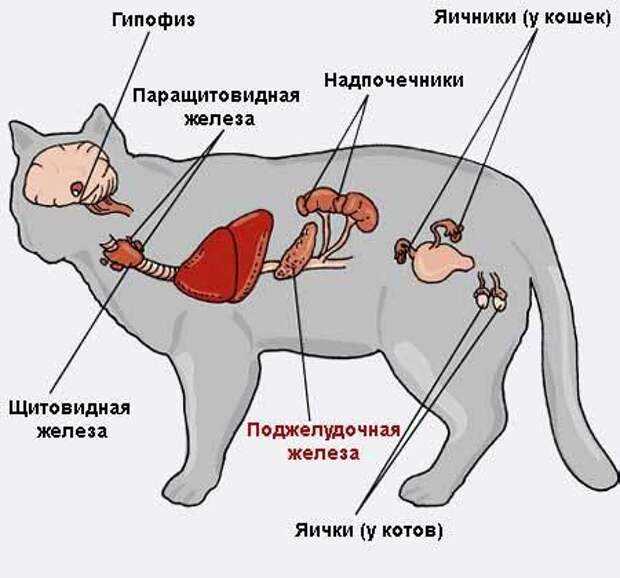 Почему кошка часто подергивает задней частью тела?