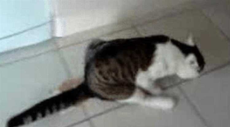 Психологические причины, почему кошка катается по полу на спине и мяукает без причины