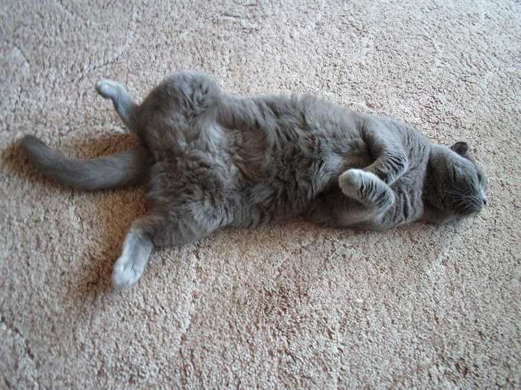 Почему кошка катается по полу после вязки?