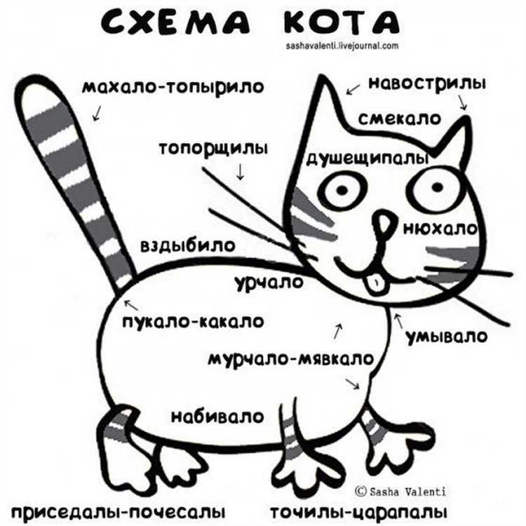Физиологические аспекты мяуканья и мурлыканья кошки