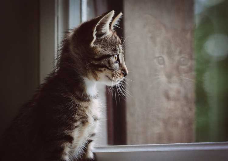 Почему кошка напряженно всматривается в пустоту?