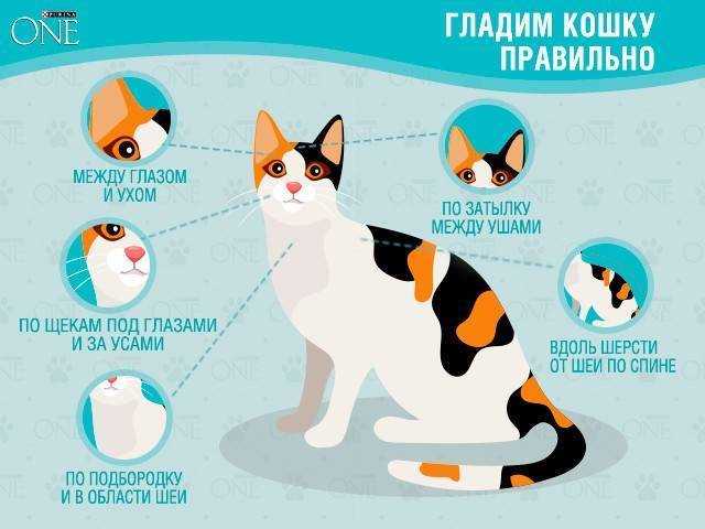 Физиологические особенности, почему кошка не дает гладить живот?