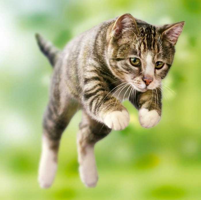 Почему кошка не может прыгать?