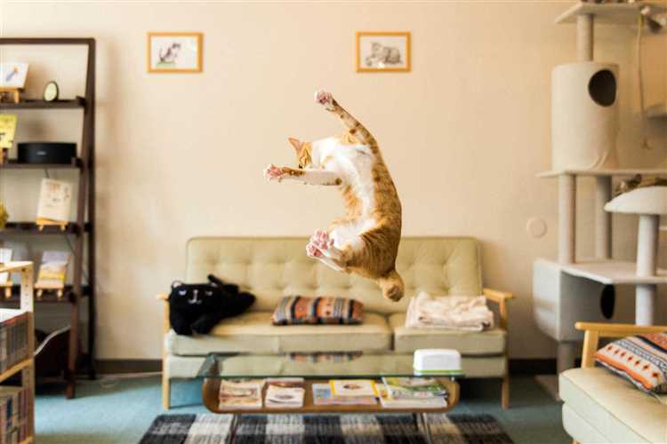 Почему кошка прыгает на стены?