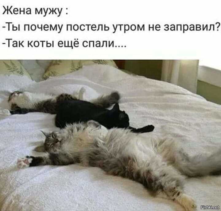 Почему кошка приносит еду на кровать?