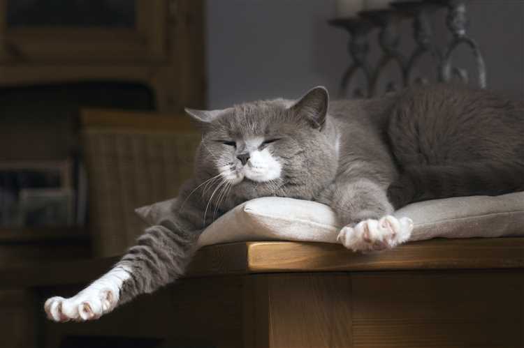 Безопасность и комфорт: почему кошка спит на столе?