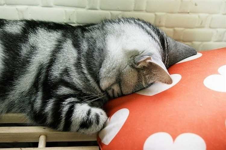 Защита и безопасность: почему кошка спит уткнувшись мордой в подушку?
