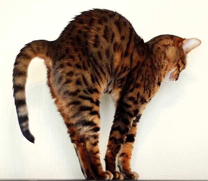 Почему кошка выгибает спину?