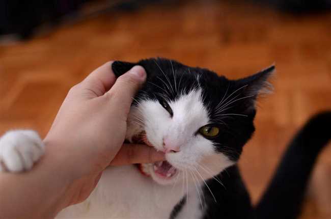 Физиологический аспект: почему кошка выпускает когти, когда ее гладят?