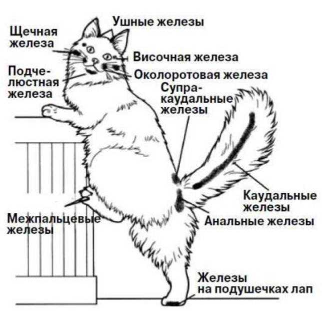 Физиологические особенности кошек